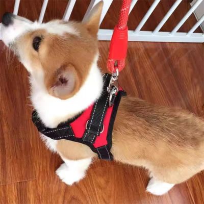 confort et securite de harnais pour chien en nylon ajustable