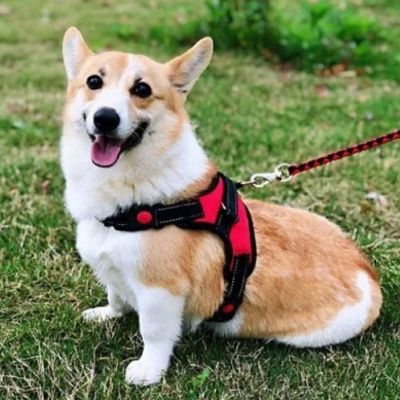 harnais pour chien adaptable avec fermetures securisees
