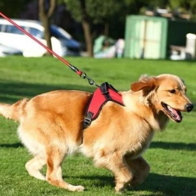 promenade tranquille avec harnais pour chien polyvalent robuste