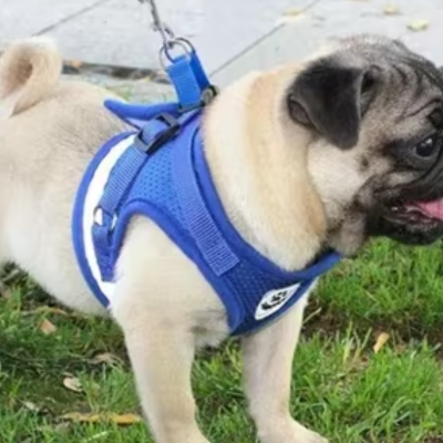 harnais chien bleu avec une guidance en anneau dorsal