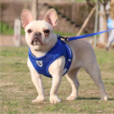 harnais chien bleu solution pour la promenade quotidienne