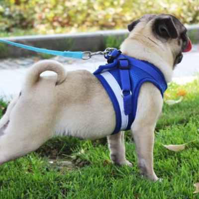 harnais chien bleu transformation en moment agreable