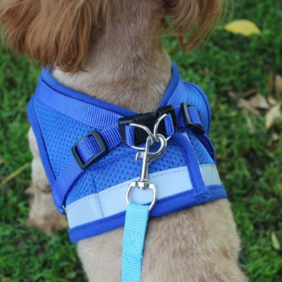 harnais chien bleu visible la nuit
