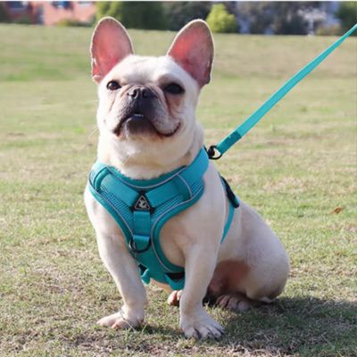 harnais chien cyan