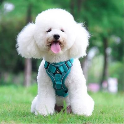 harnais chien de promenade