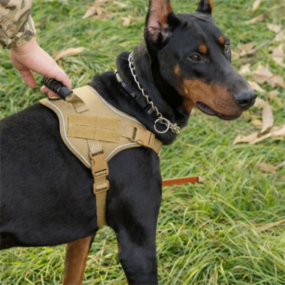 harnais chien jaune pour un confort parfait