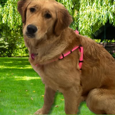 harnais chien | Nylvy™