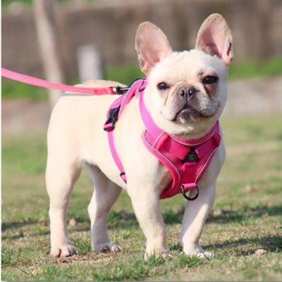 harnais chien rose rouge