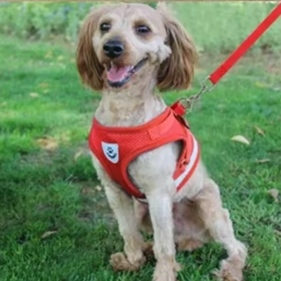 harnais chien rouge respirant protege le cou du chien