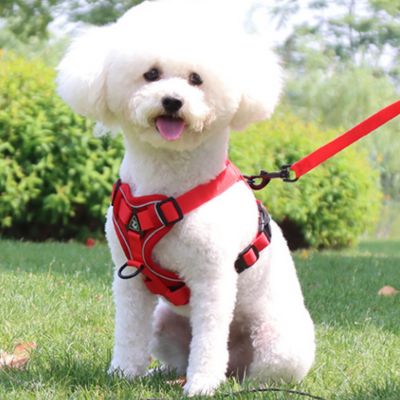 harnais chien rouge