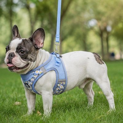 harnais pour Chien bleu respirant