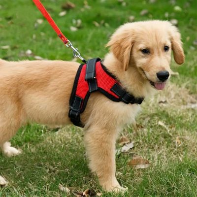 harnais pour chien rouge avec poignee de securite