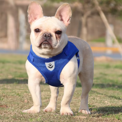 le chien avec harnais chien bleu doux en mouvement naturel